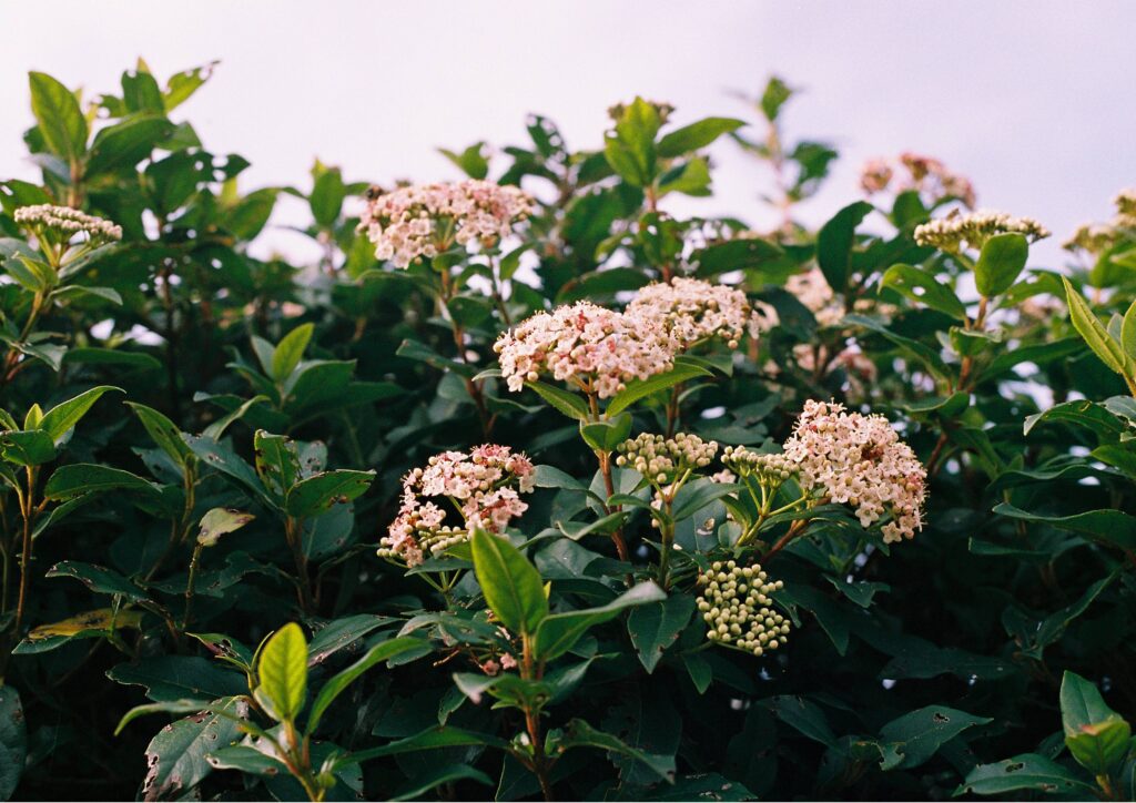 Flowers in Marymount
