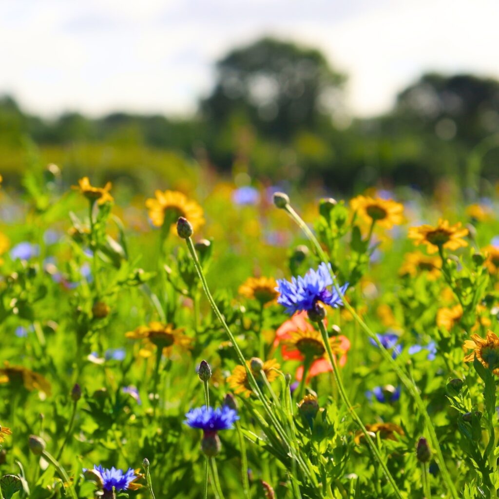 Wildflowers in Marymount Garden
